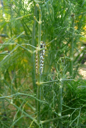 This caterpillar has a bit of growing to do; I wish I could plant a time lapse camera within the Dill plant and spy on my little friend.